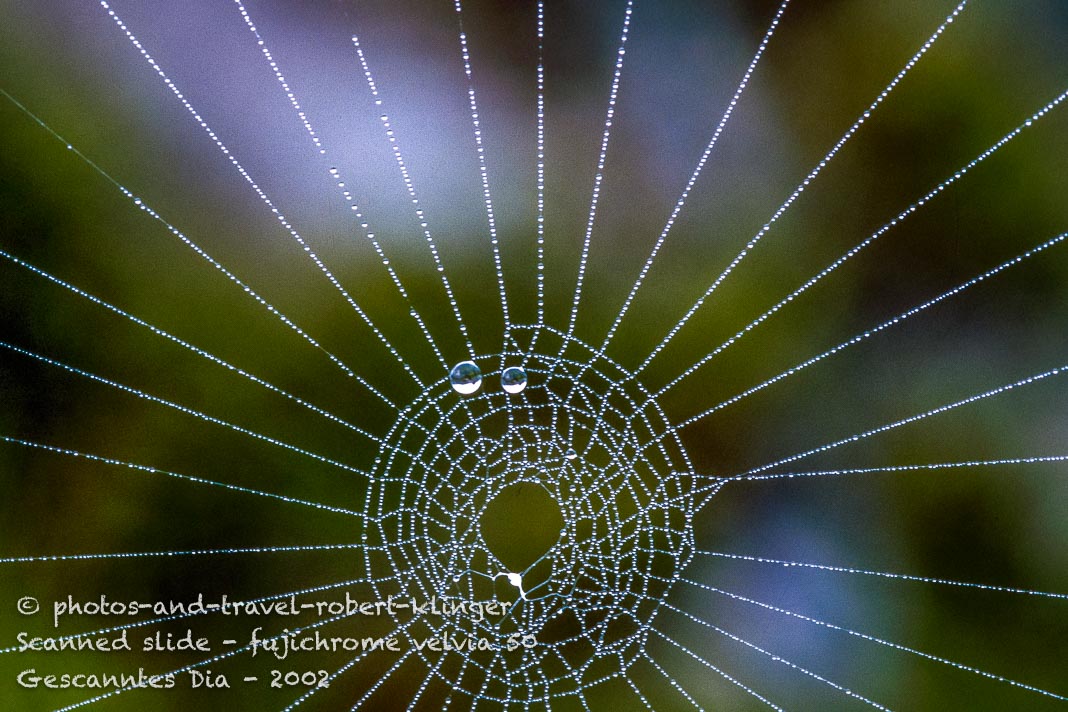 A spider net with water drops on a early morning