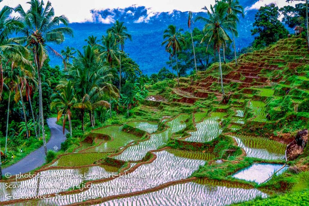 Rice terraces at Lake Maninjau