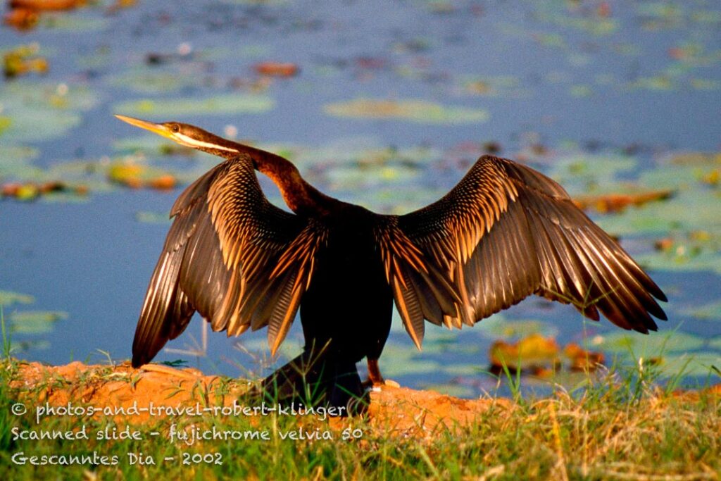 A waterbird in western Australia