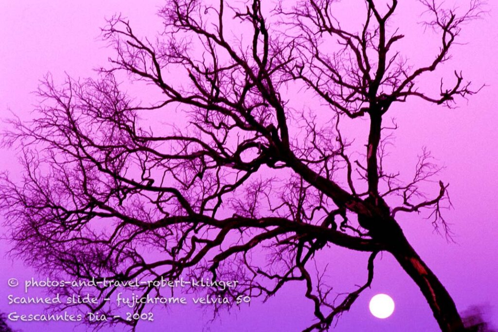 Tree and the moon in Australia