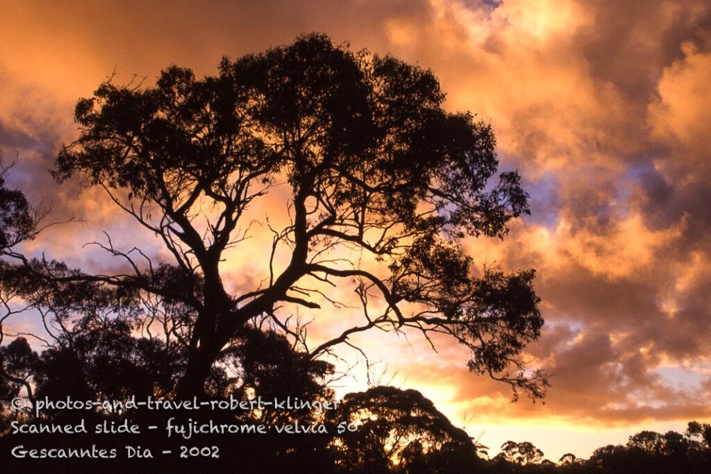 A gum tree in Australia in the evening light