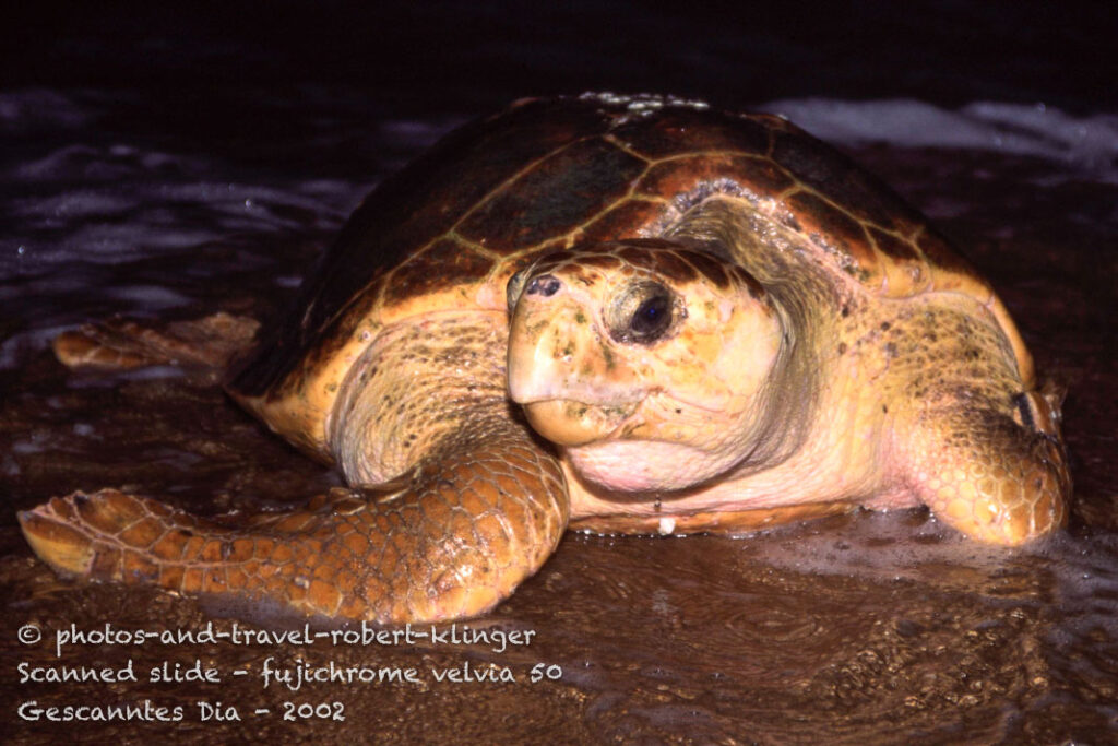 A turtle coming to a beach in Australia to reproduce