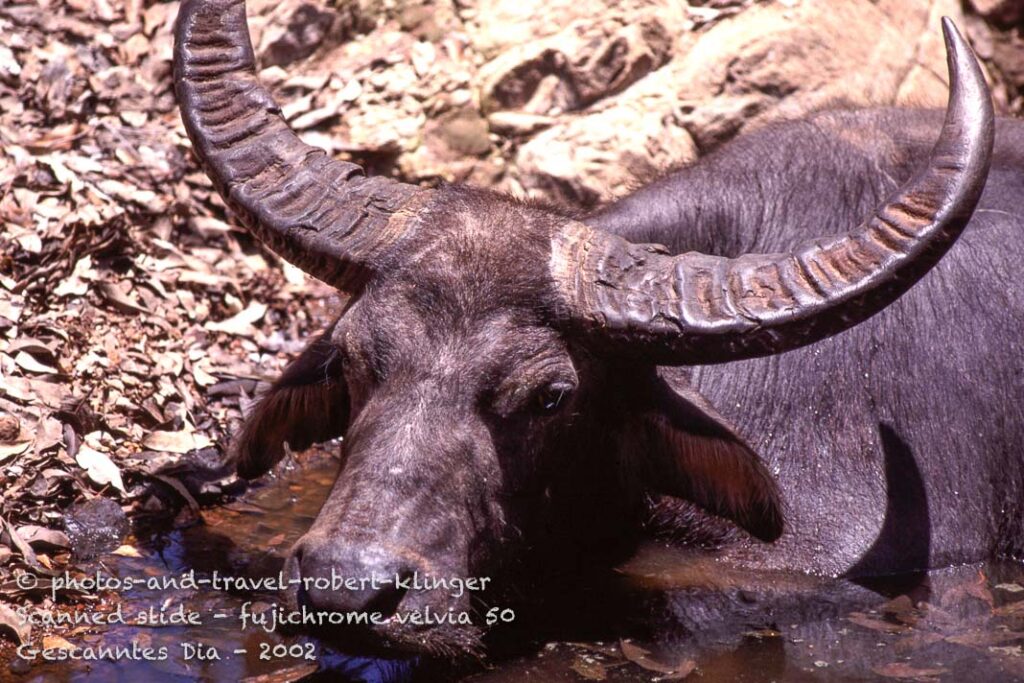 A water bull in northern Australia