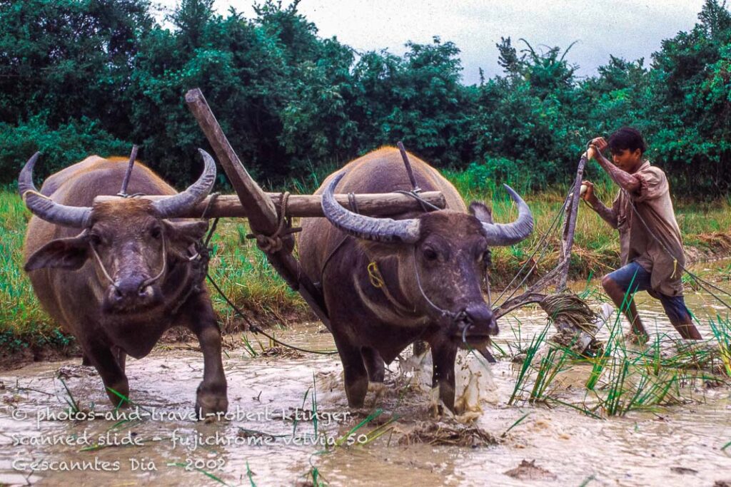 A farmer plowing a rice field with two water bulls