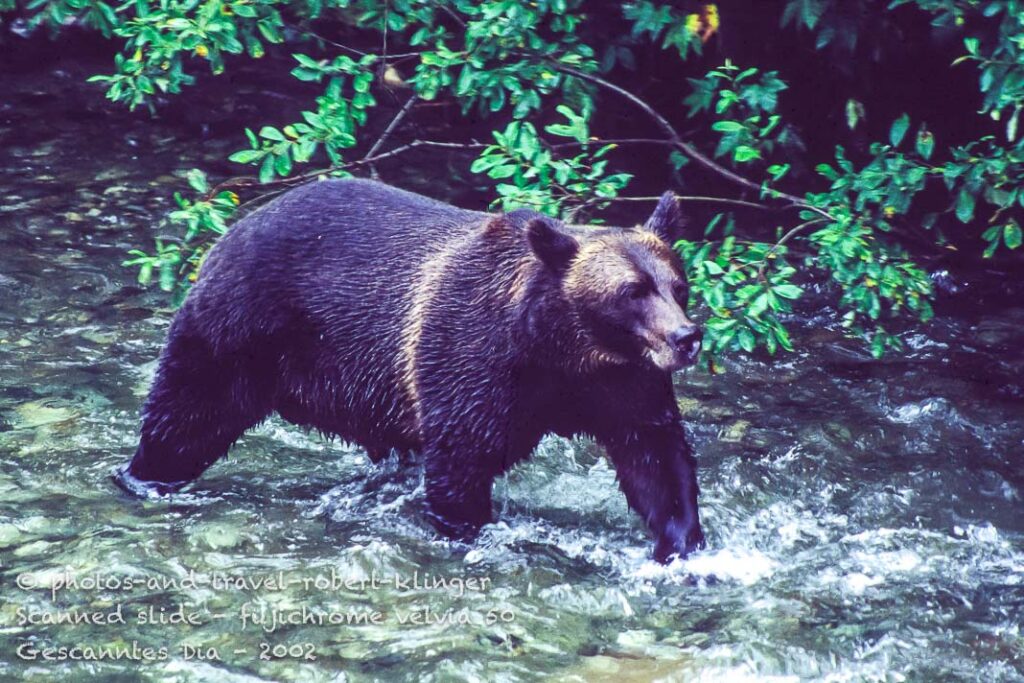 A grizzly bear in British Colombia