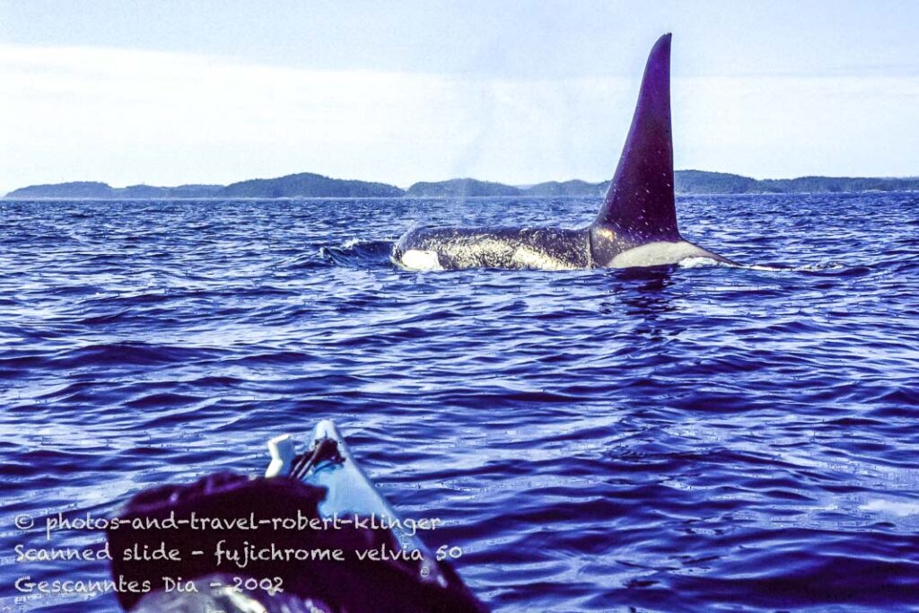 A orca or killer whale seen from a kajak on Vancouver Island