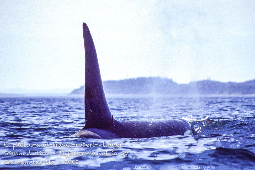 A Killler Whale in BC, Canada