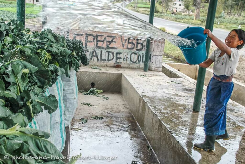 A girl cleaning cabbage in Colombia