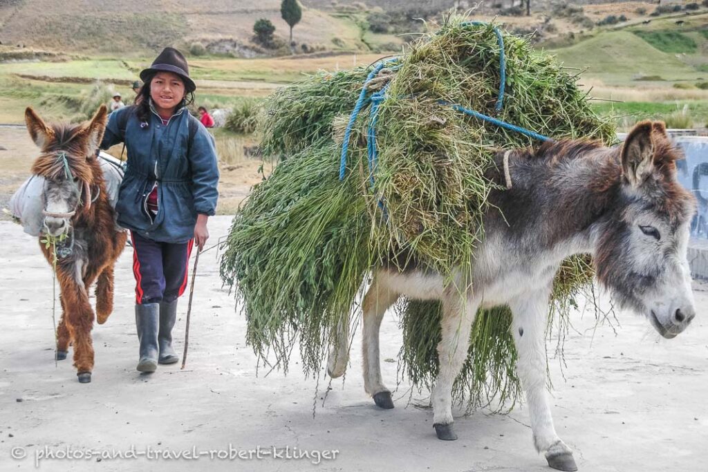 A girl with two donkeys in Colombia