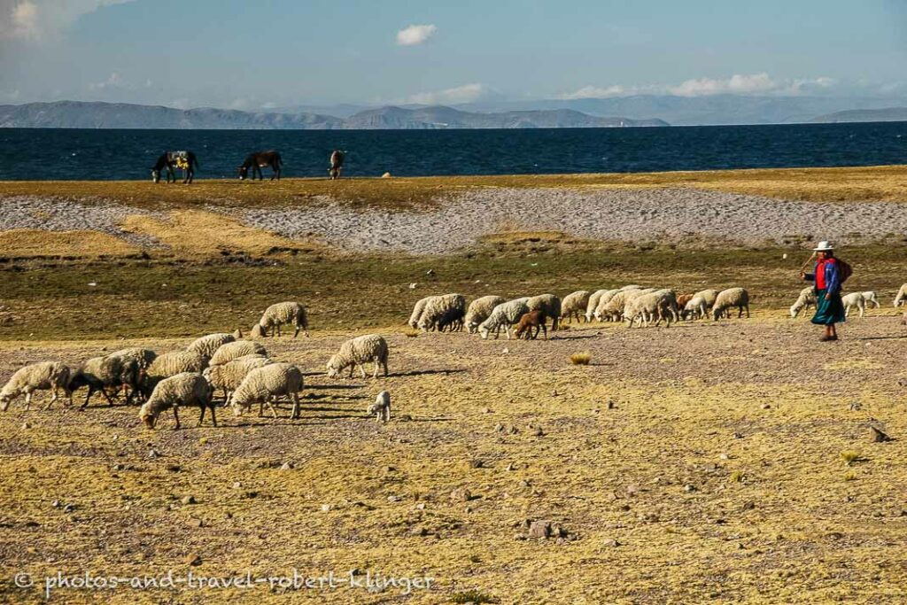 A woman and sheep at Lake Titicaca in Bolivia