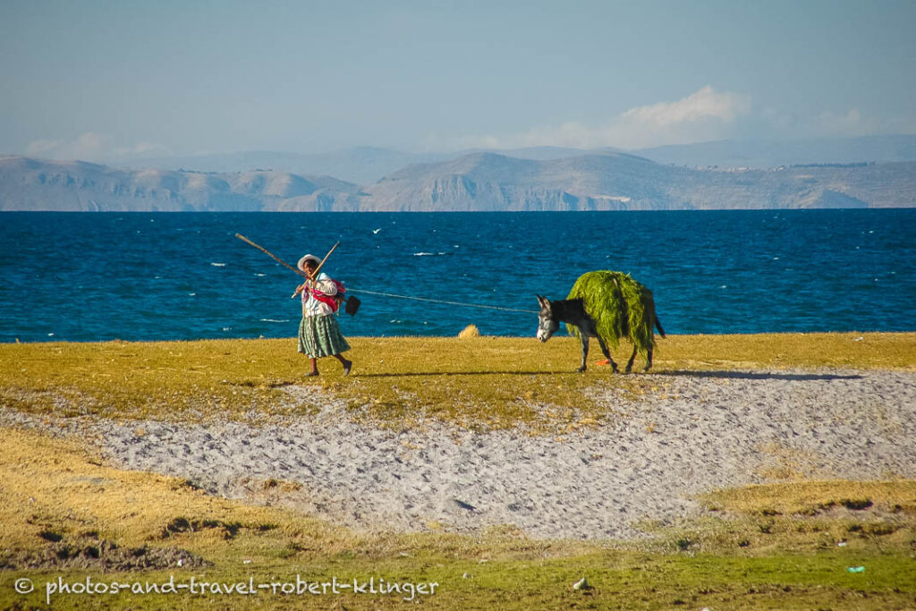 A bolivian woman with a donkey, carrying gras, at lake titicaca