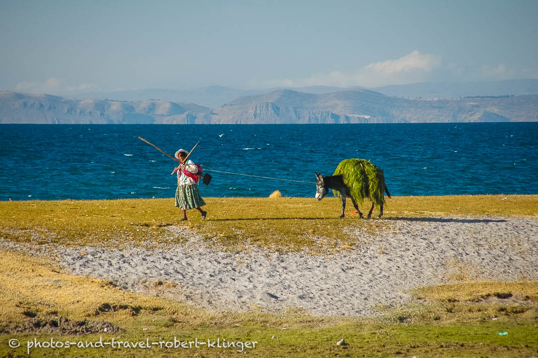 A bolivian woman with a donkey, carrying gras, at lake titicaca