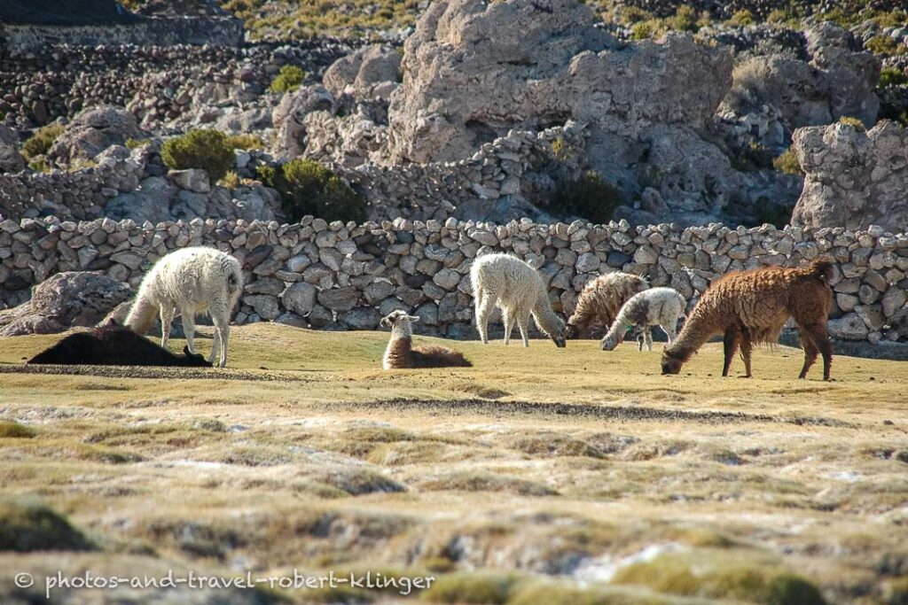 Lamas in Bolivia