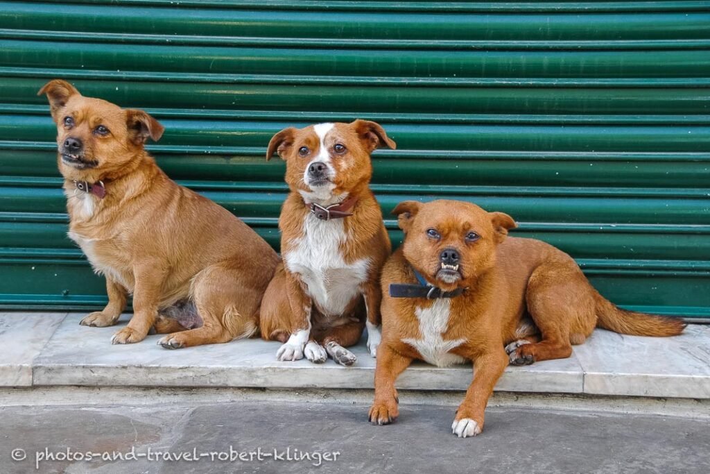 3 cute dogs in Buenos Aires