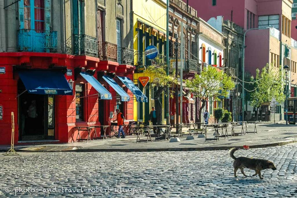 A dog on the roads of Buenos Aires