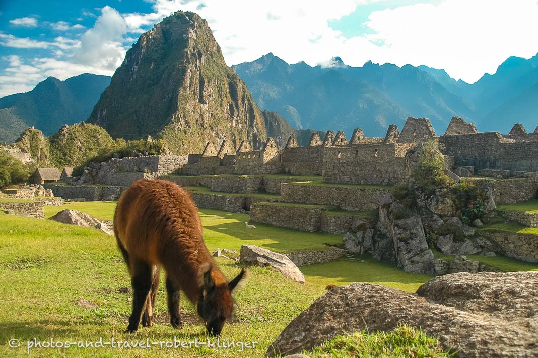 Machu Picchu and a Llama