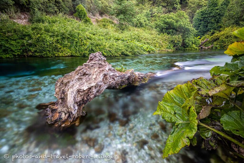 A old tree trunk in the spring creed at blue eye in Albania