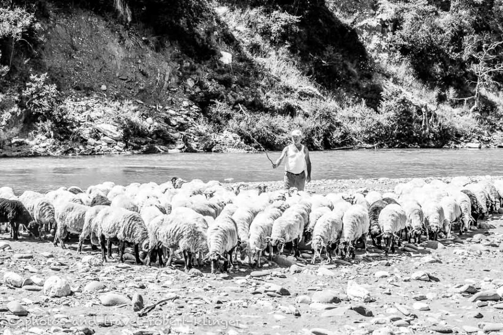 A sheep farmer in Albania at the river Viosa, black and white photo