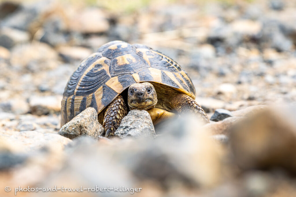 A turtle on a gravelroad in Albania