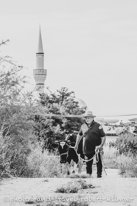 An albanian man with a cow in front of a mosque in Albania