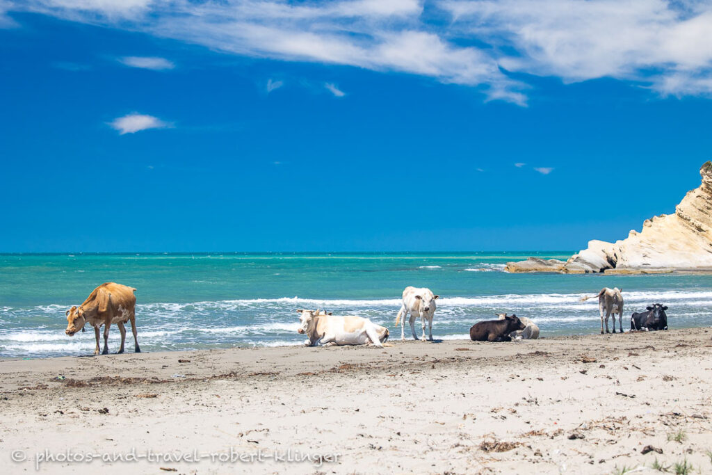 Cows on a beach in Albania