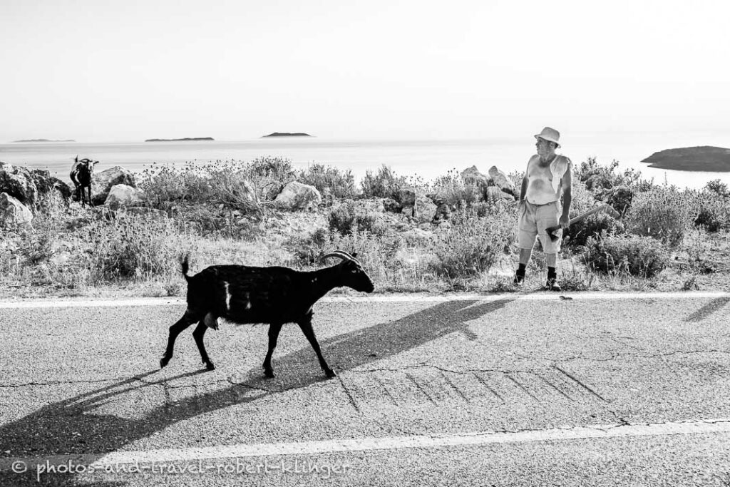 A goat and a man on a road in Albania, black and white photo