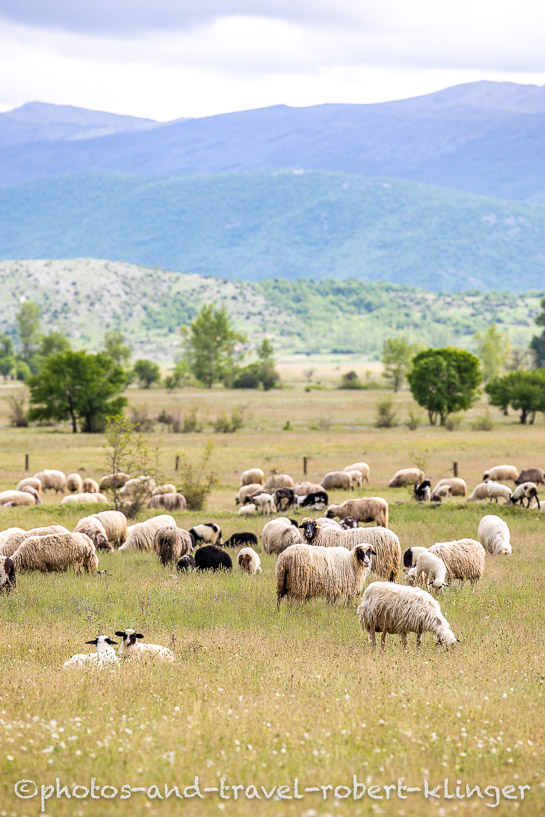 Sheep in Croatia