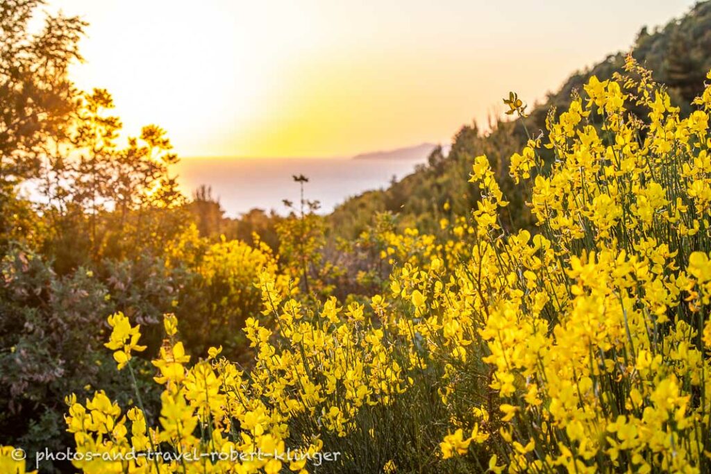 Yellow flowers in the evening sun at the coast of southern Montenegro