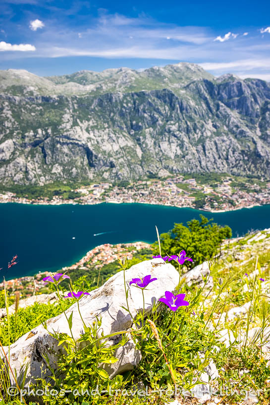 Flowers on the top of a mountain around the bay of Kotor