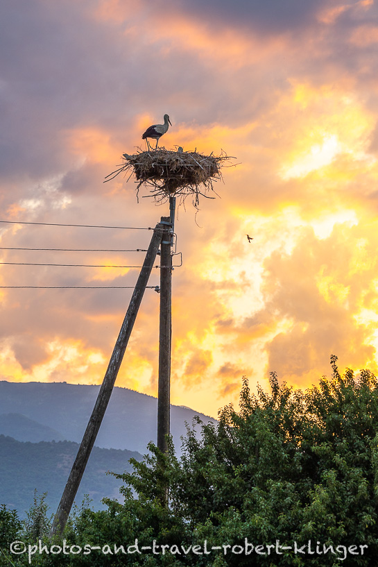 A stork in his nest during sunset