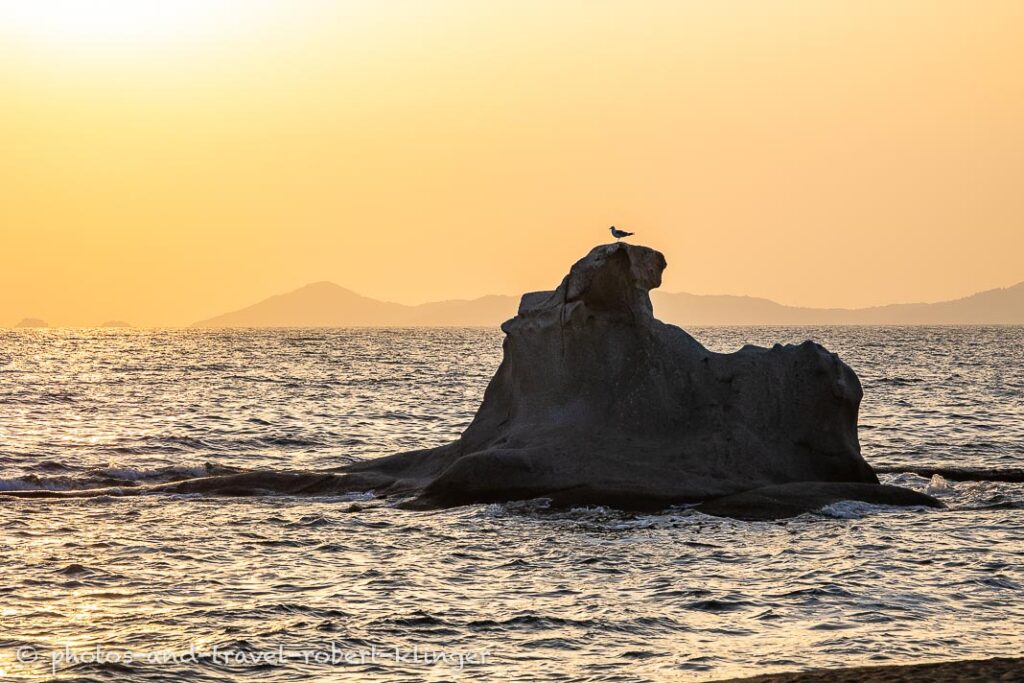 A seagull resting on a rock in the sea in Sithonia in Greece during sunrise