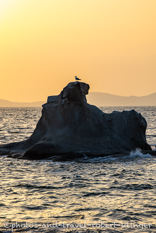 A seagull resting on a rock in the sea in Sithonia in Greece during sunrise