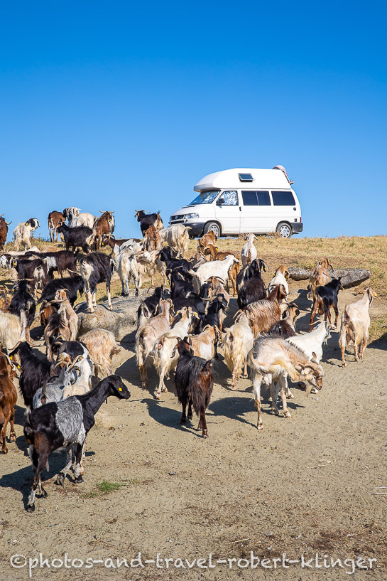 A VW T4 Syncro Van and many goats in Turkey
