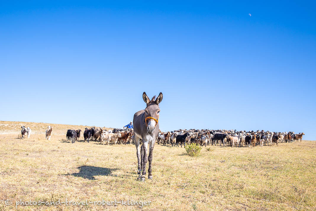 A donkey and many goats in Turkey