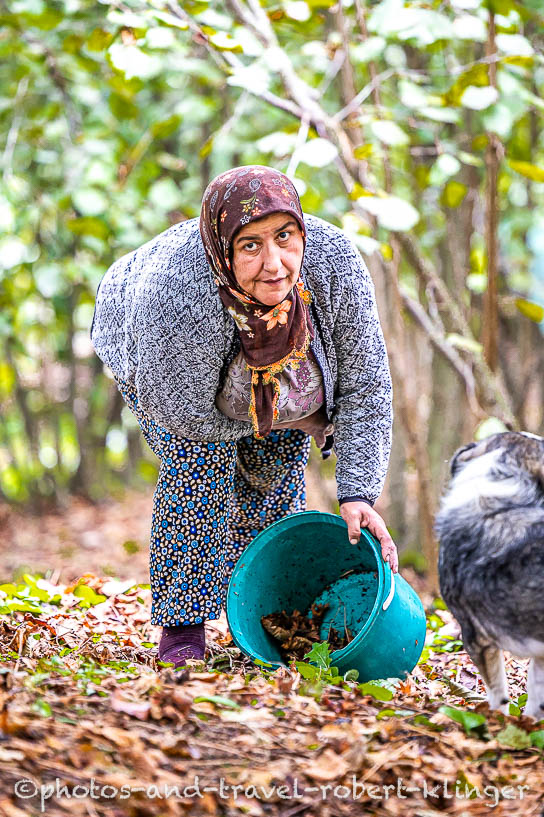 A woman picking hazelnuts in Turkey