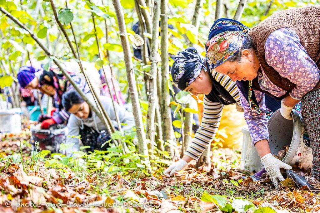 Women picking hazelnuts in Turkey