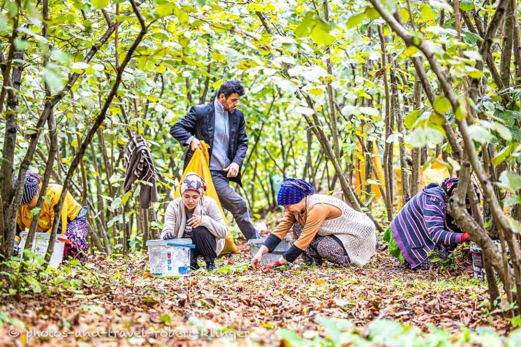 Women picking hazelnuts in Turkey