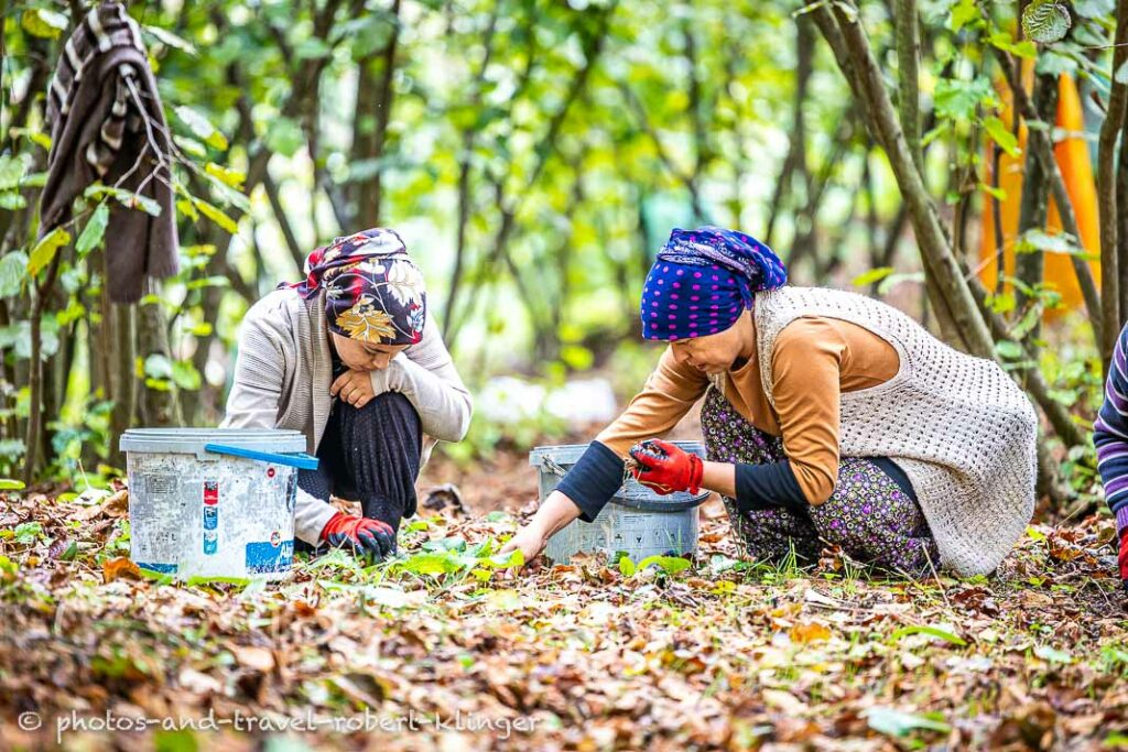 Two women picking hazelnuts in Turkey