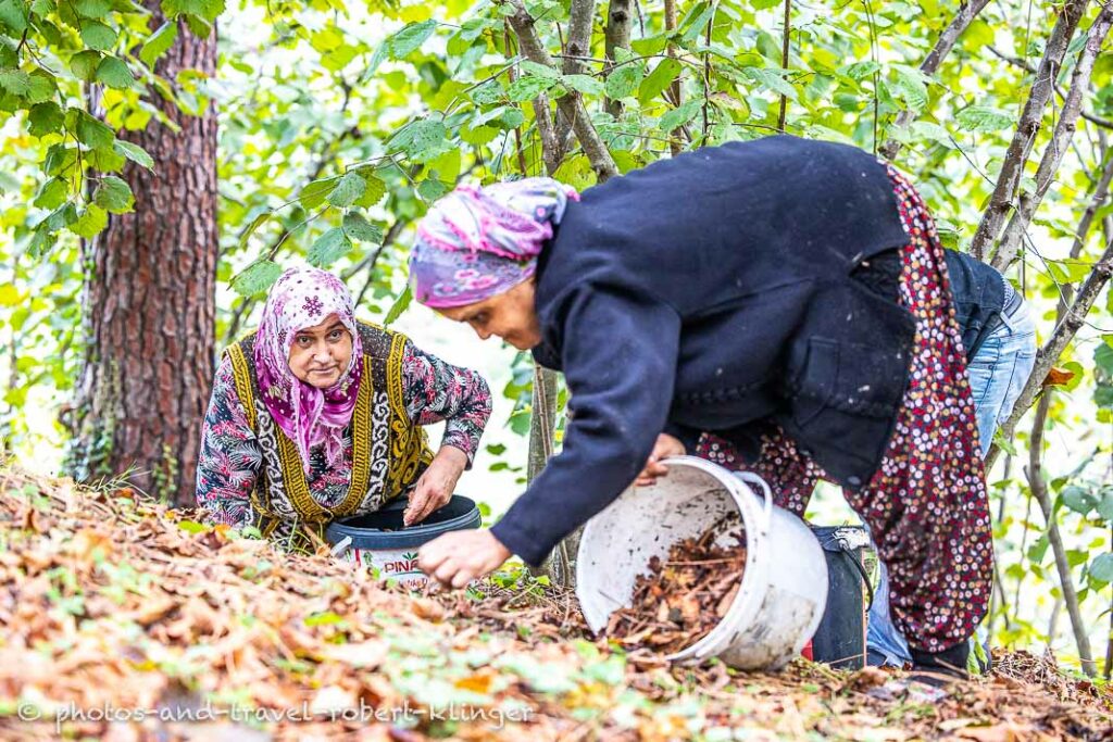Two women picking hazelnuts in Turkey