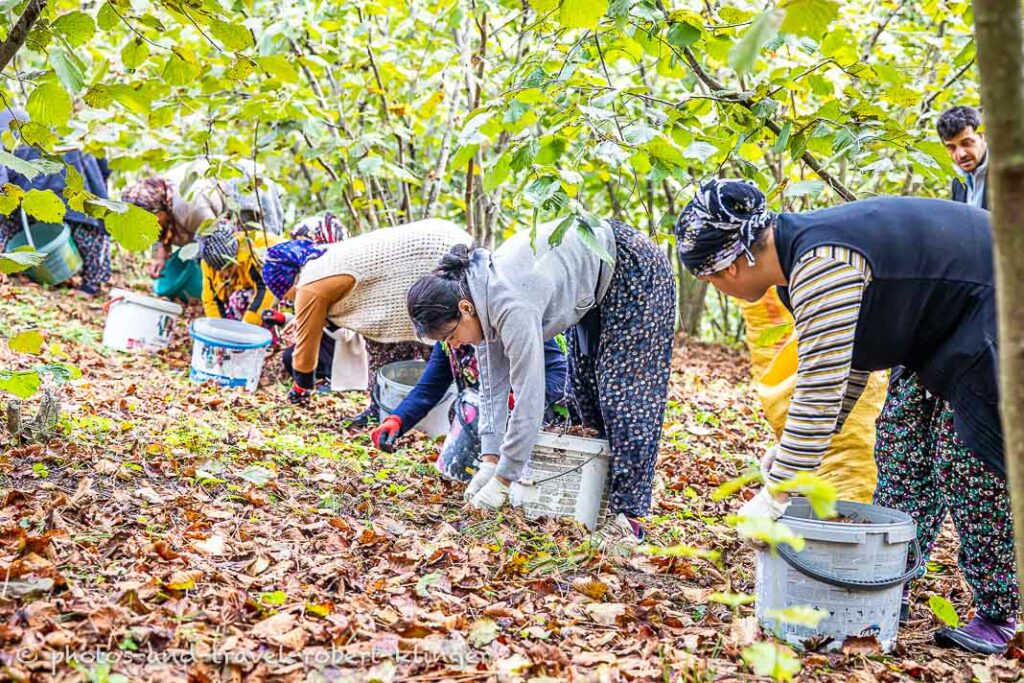 Women picking hazelnuts in Turkey