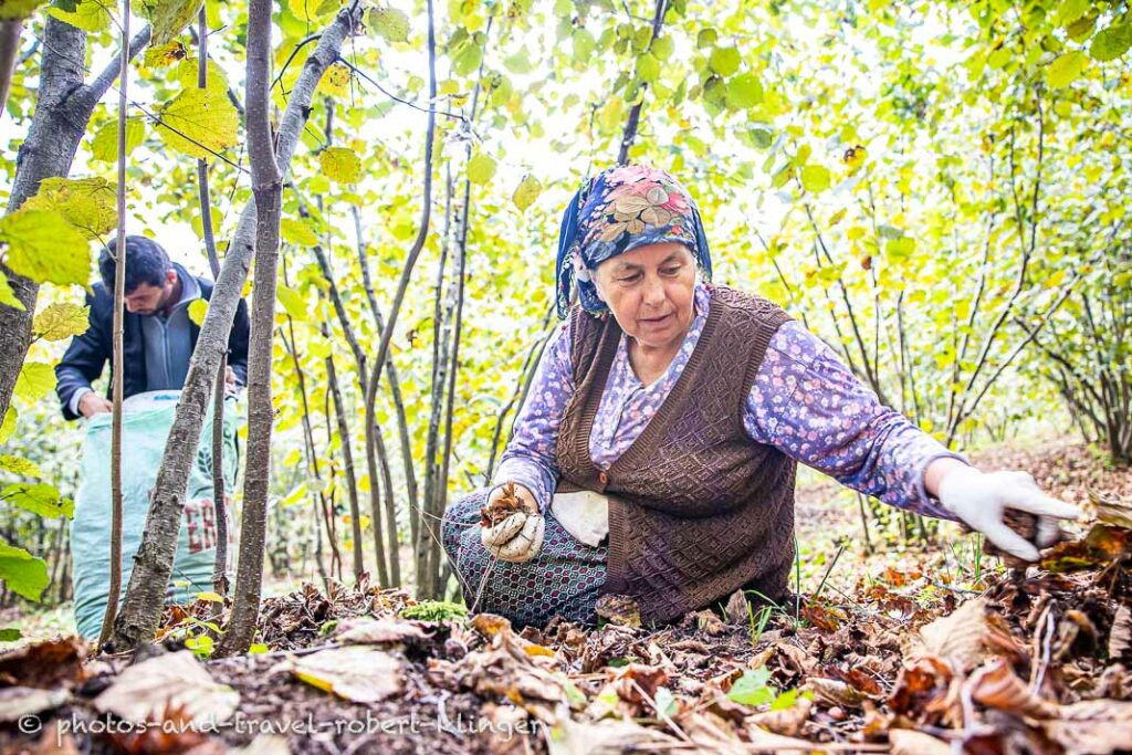 A woman picking hazelnuts in Turkey