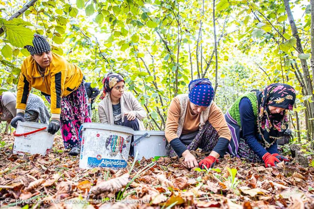 Women picking hazelnuts in Turkey