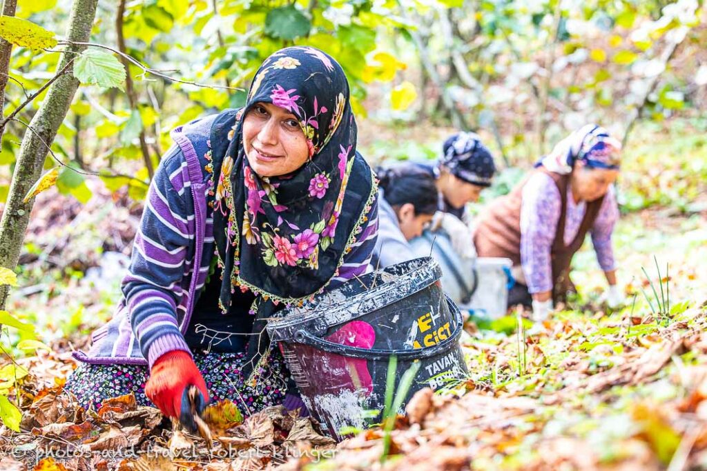 Women picking hazelnuts in Turkey