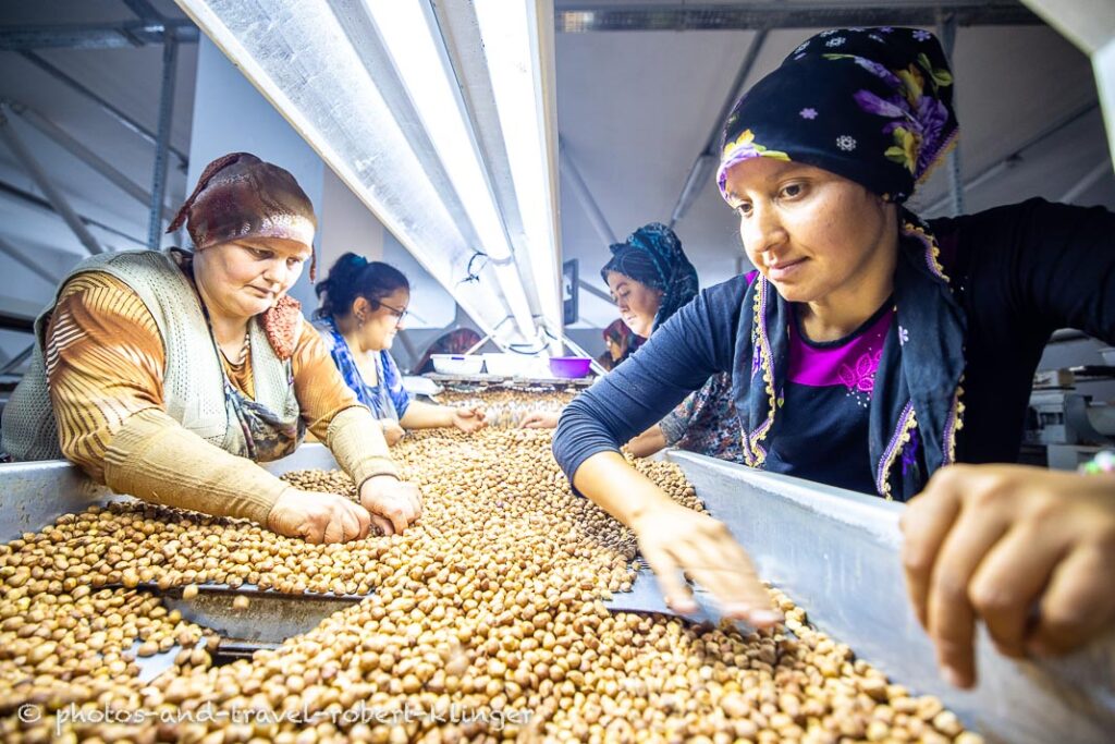 Women are sorting out hazelnuts in a factory in Turkey