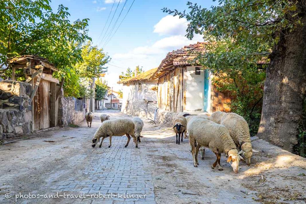 Sheep on the street in Korgun, Turkey