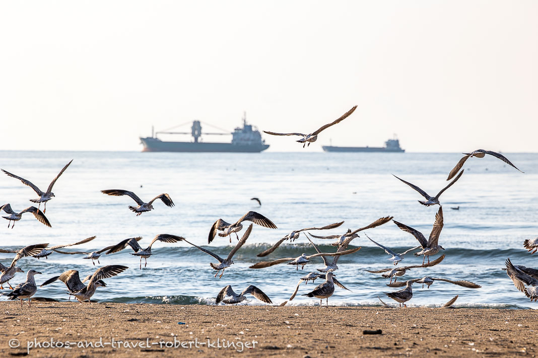 Seagulls flying at the beach of Inkum at the Black Sea with big cargo ships in the background