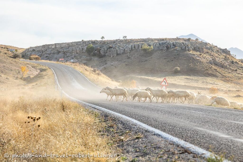 Sheep crossing a road in Central Anatolia, Turkey