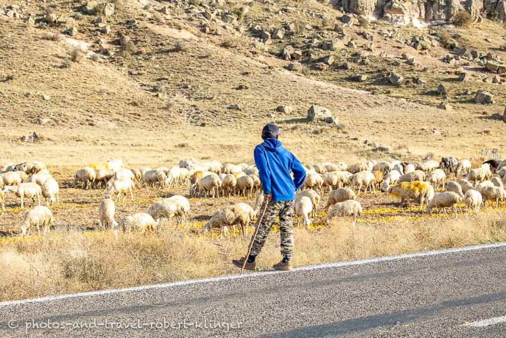 A sheppard and many sheep in the background