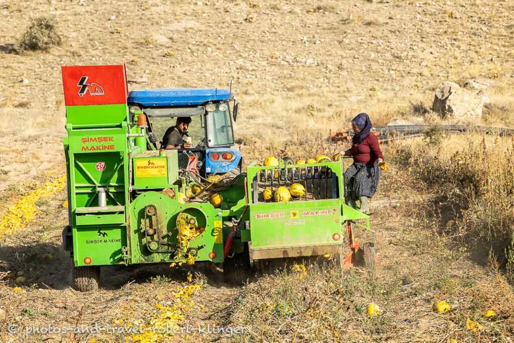 Two women and a man in a tractor harvesting pumpkins