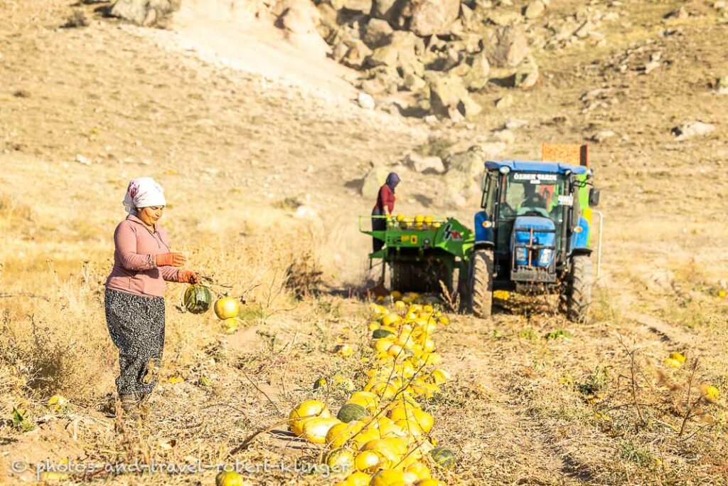 Two women and a man in a tractor harvesting pumpkins